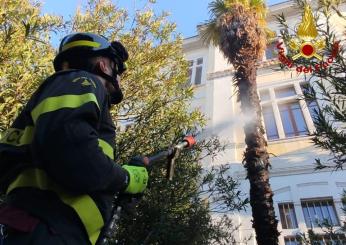 Mattinata movimentata a Terni: Ipsia in fiamme e Piazza dell’Olmo senza olmo