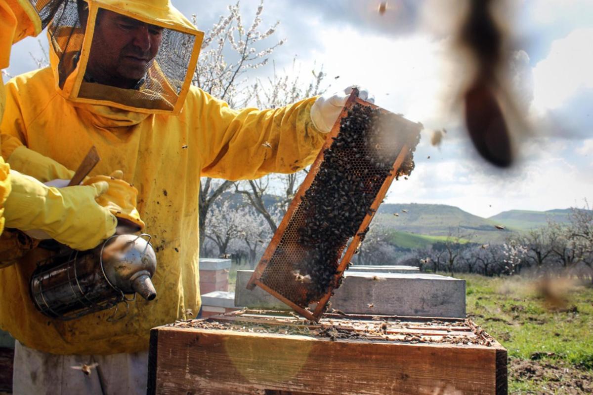 Gemellaggio tra Regione Umbria e Repubblica di Slovenia: salvaguardia delle api e biodiversità