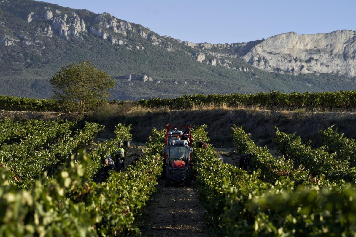 Umbria Wine 2024: l’anima del vino umbro si prepara a invadere Perugia