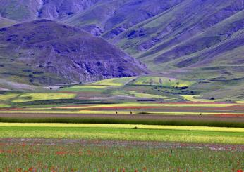 Castelluccio di Norcia: quella del 2024 è una fioritura da cartolina