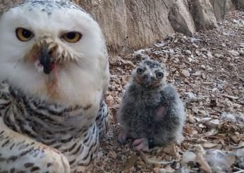 Fiocco blu alla Città della Domenica: è nato Hibou, gufo delle nevi