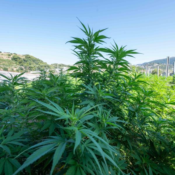 Sequestrata da Carabinieri piantagione di marijuana nelle campagne perugine