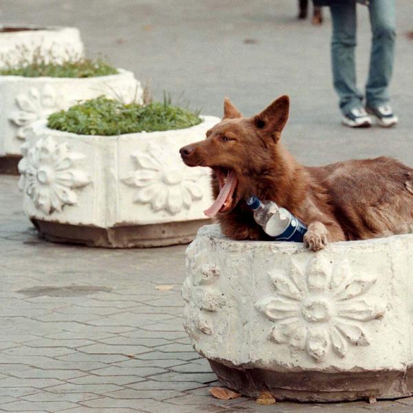 Randagismo: il piano straordinario di prevenzione della Regione Umbria contro l’abbandono degli animali