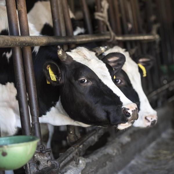 Umbria, nasce la ‘Casa degli animali Lav’ per animali maltrattati e sfruttati