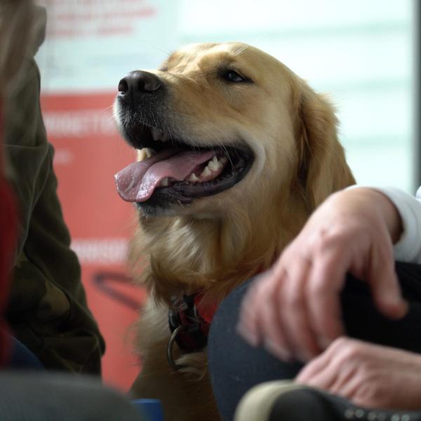 A Perugia il primo centro di pet therapy dell’Umbria: cani, gatti, asini e conigli curano il corpo e l’anima