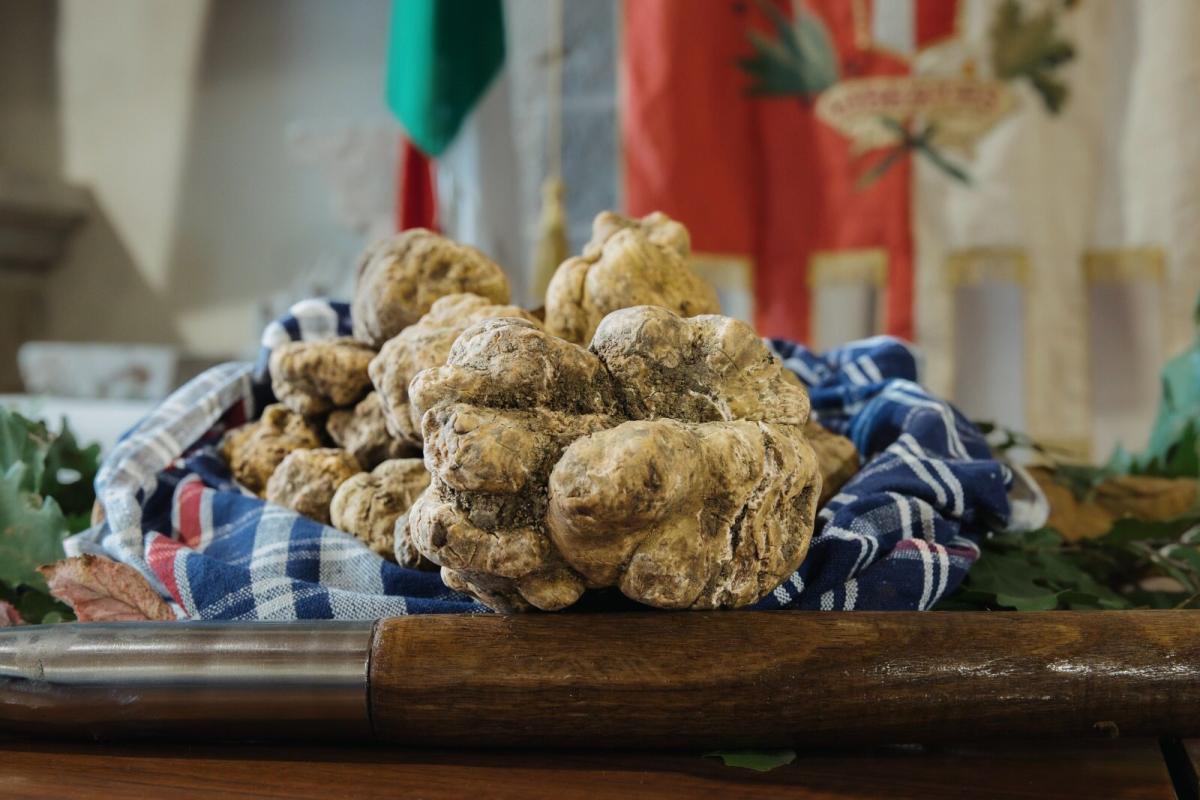 Il business del tartufo bianco umbro, può arrivare a costare anche 3000 euro