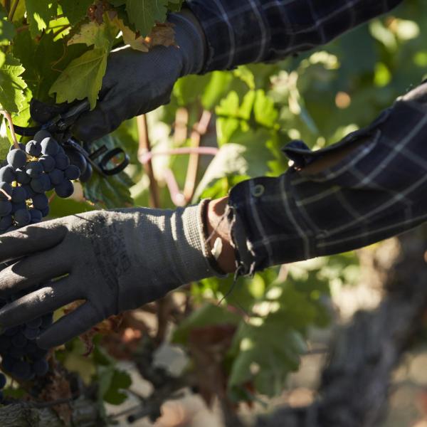 L’enologo orvietano Pier Paolo Chiasso vince il Premio Winemaker dell’anno