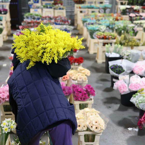 Terni: venditori ambulanti di mimose nella giornata dell’8 marzo