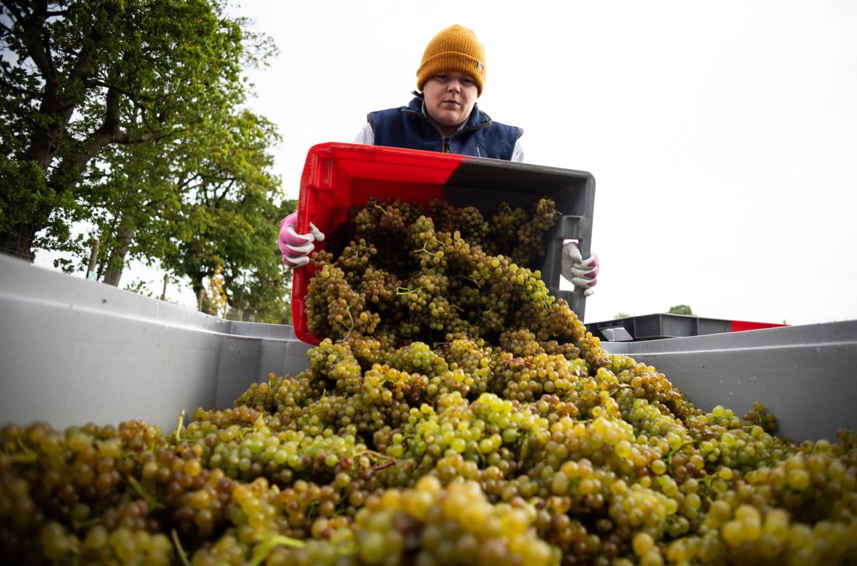 In netto aumento in Umbria nel 2024 la produzione di vino e mosto, +30%