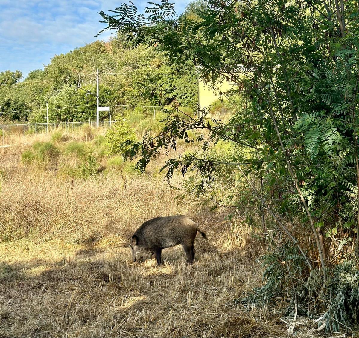 Perugia, jogging mattutino con cinghiale al Percorso Verde. Mancini (Lega): “Ci manca solo il pitstop per bere alla Fontana Maggiore”