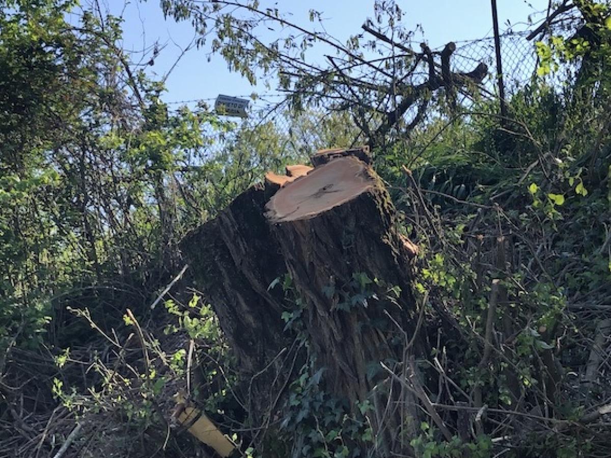 Alberi e Clima: la ricerca del CNR di Perugia