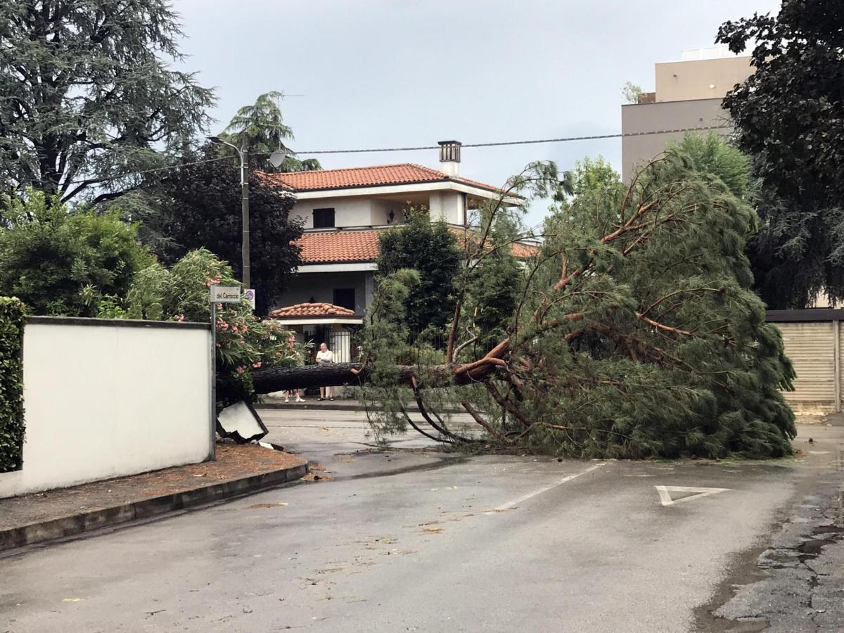 L’albero pericolante tagliato dai Vigli del Fuoco, taglia in due Perugia per un’ora