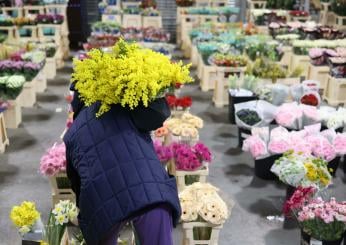 Terni: venditori ambulanti di mimose nella giornata dell’8 marzo