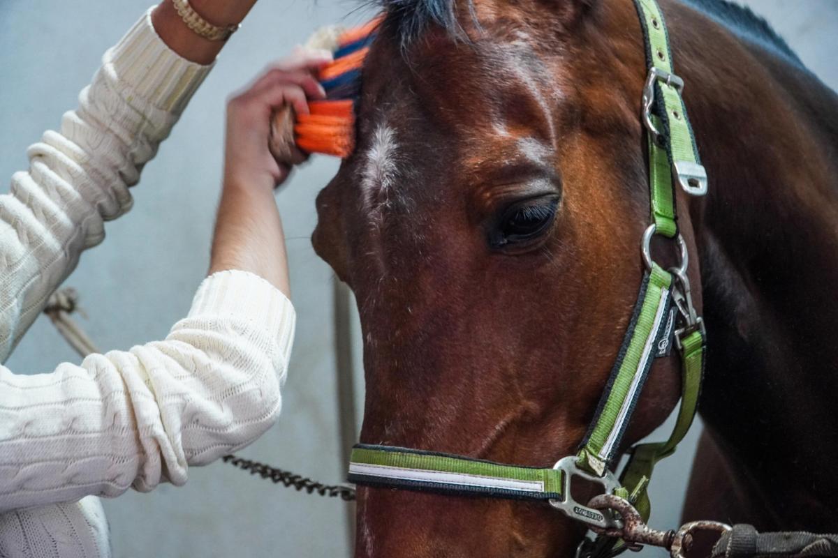 Pet therapy al residence Chianelli di Perugia: nasce il progetto “Un cavallo in corsia”