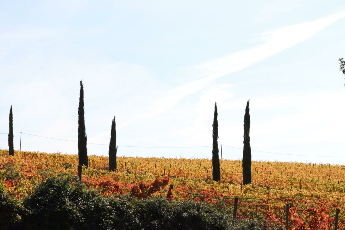 Perugia, sfruttamento di 70 stranieri all'interno di una impresa agricola: due imprenditori nei guai