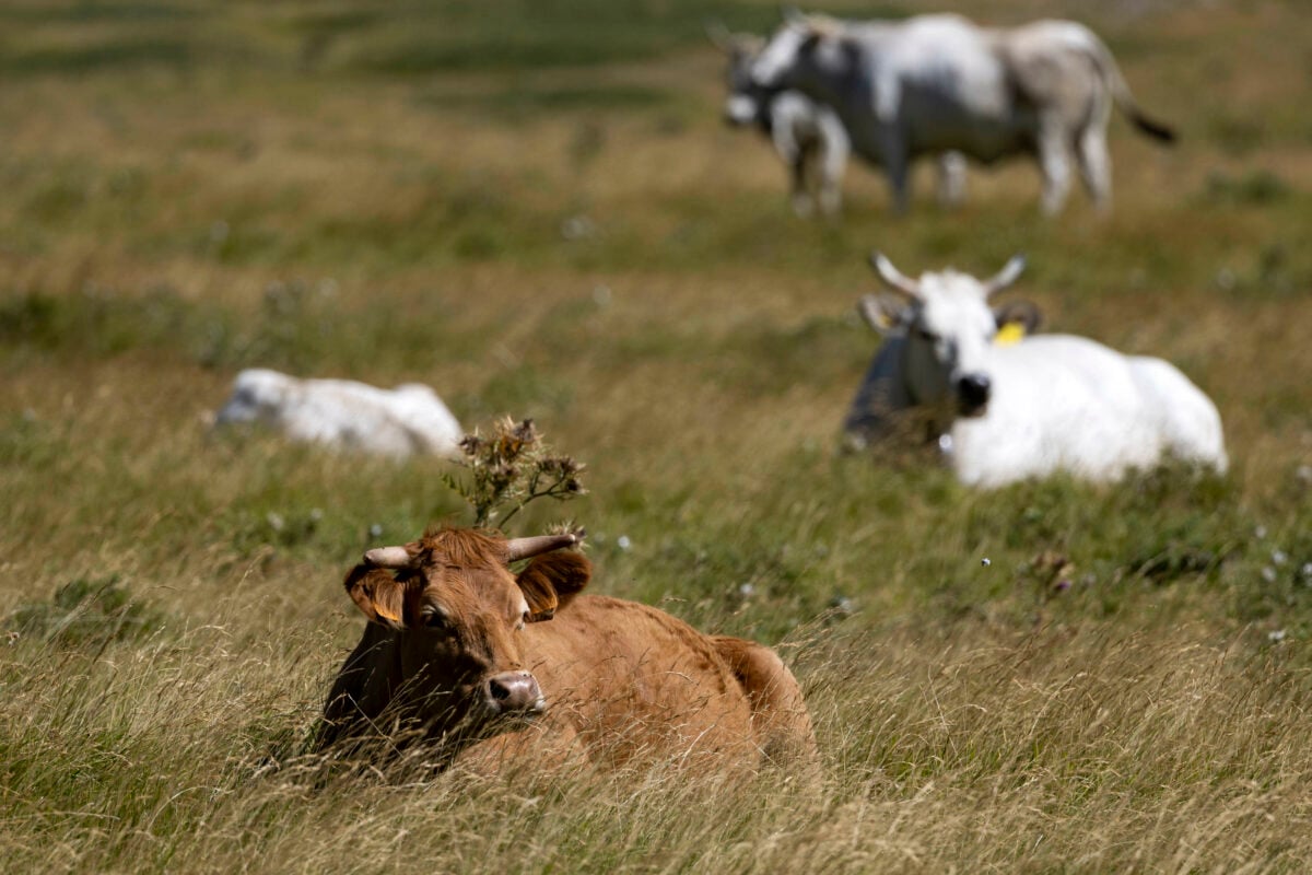 Tutto pronto per Agriumbria: ecco le novità dell'edizione 2024