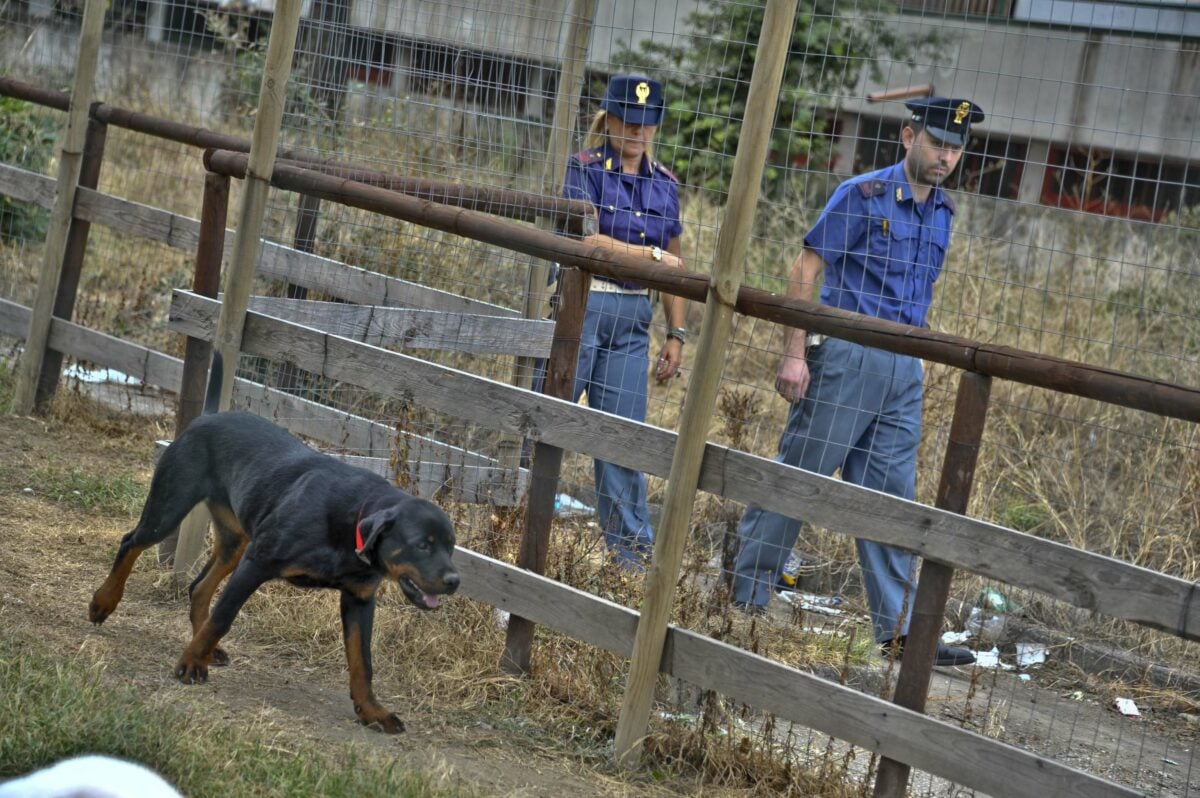 Due rottweiler in fuga a Terni uccidono un gatto