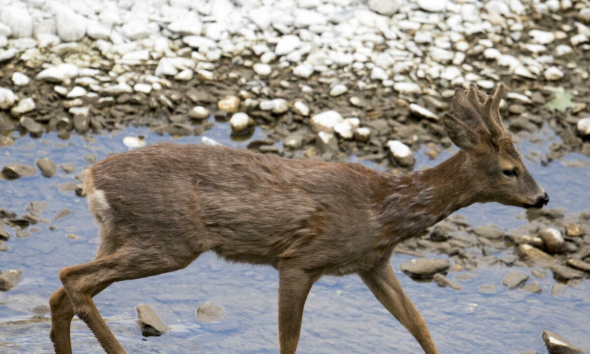 Capriolo in fuga a Terni, Palazzetti di Wild Umbria: "E' qui da mesi e non è il solo"