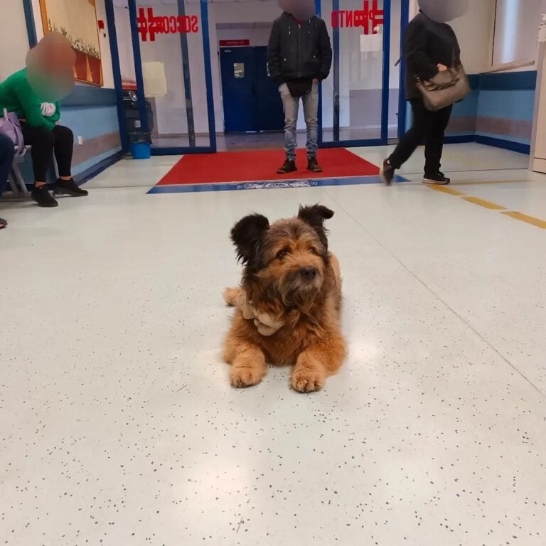 Attende per ore il suo amico umano in pronto soccorso a Perugia. La storia del cane Francesco commuove il web