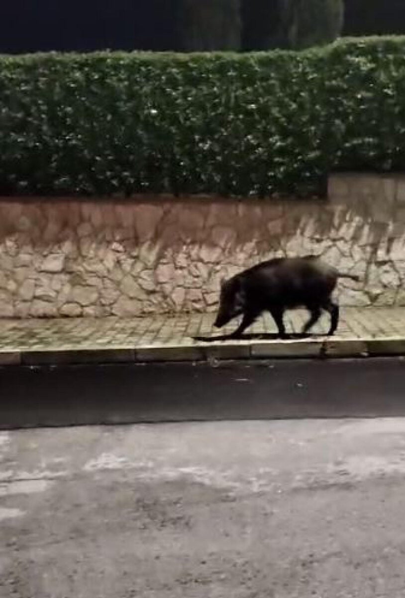 Danno da cinghiale all'agricoltura, Atc Perugia 1: "Vediamo quanto ci costa"