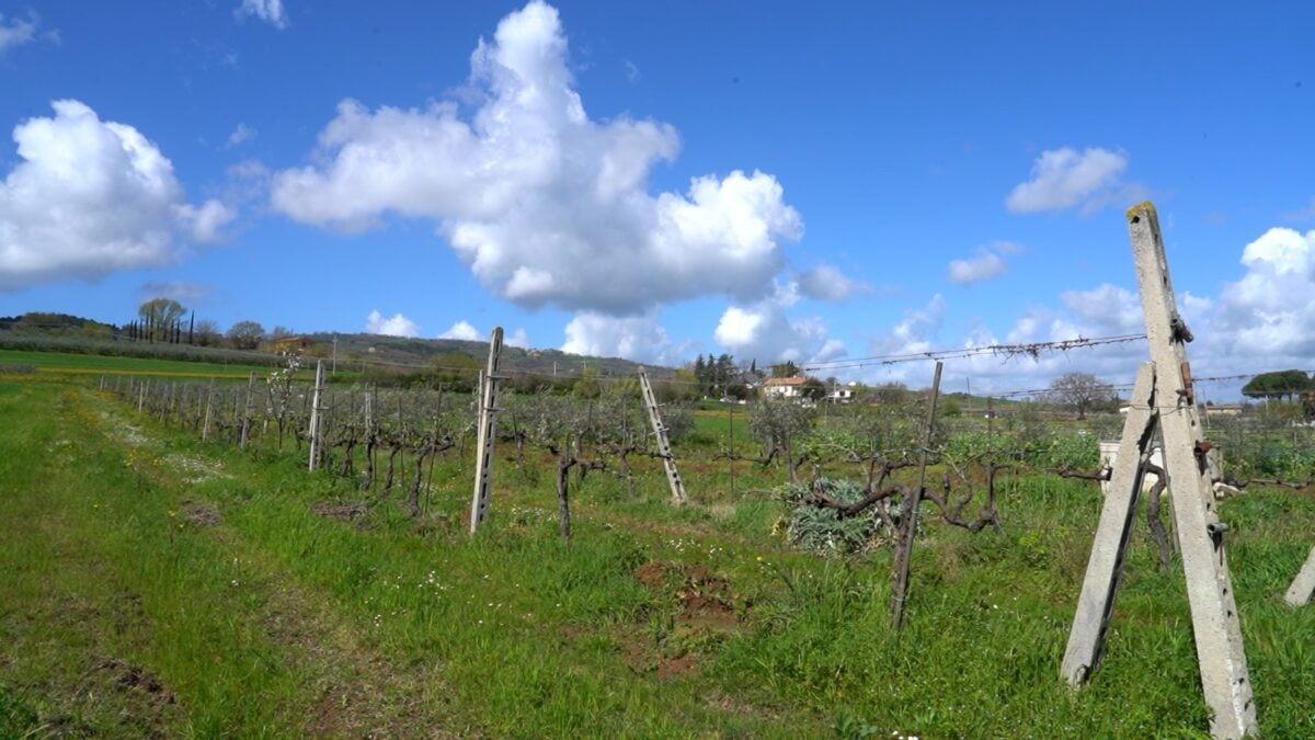 Festa della Vernaccia di Cannara, la tradizione incontra la bontà: ecco il programma