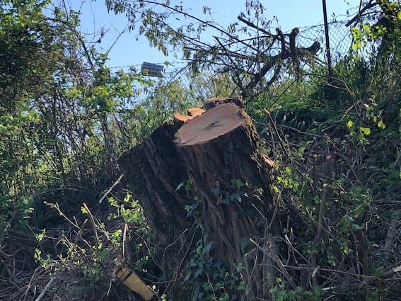 Perugia: vicenda abbattimento alberi protetti, 12 querce, nel tratto viario di Casaglia in virtù del passaggio del Giro D’Italia. Terza  parte.