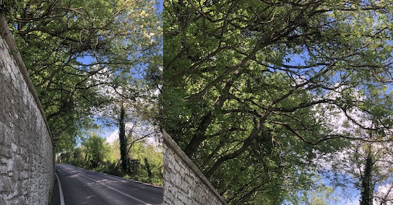 vicenda abbattimento alberi protetti, 12 querce, nel tratto viario di Casaglia in virtù del passaggio del Giro D’Italia.