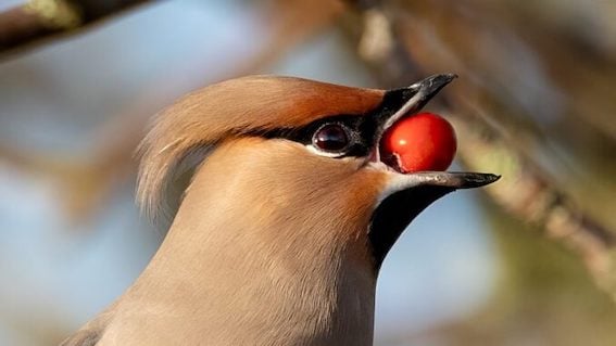 Tre giorni sulla Fauna in campagna : biodiversità e paesaggio rurale a Spoleto