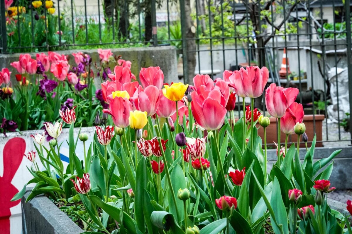 Festa del Tulipano a Castiglione del Lago, tra colori e folklore