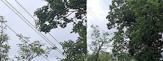 vicenda abbattimento alberi protetti, 12 querce, nel tratto viario di Casaglia in virtù del passaggio del Giro D’Italia.