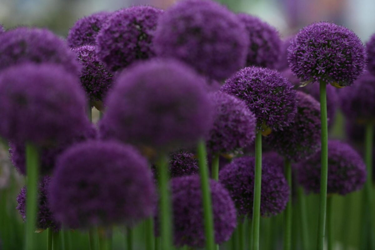 Perugia Flower Show, dal 25 al 26 maggio: alla scoperta della location esclusiva