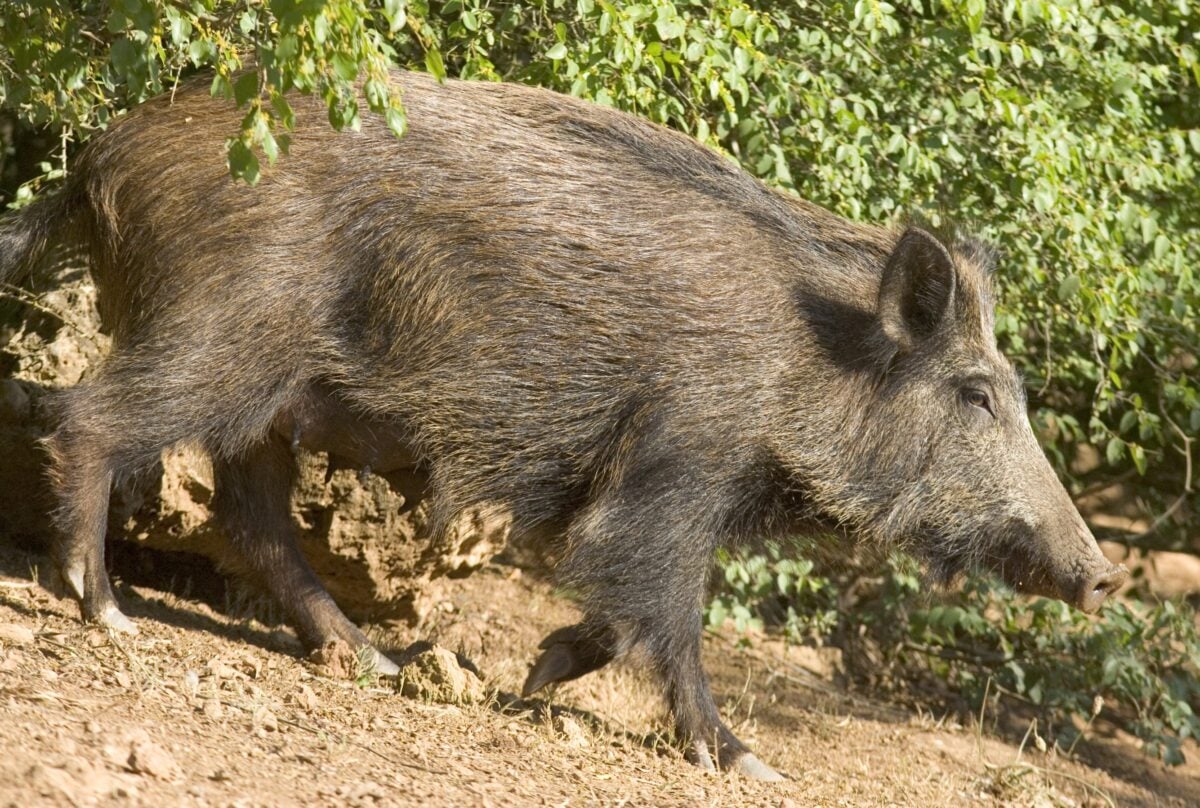 A Città della Pieve un nuovo dispositivo all'avanguardia per contrastare gli incidenti da fauna selvatica