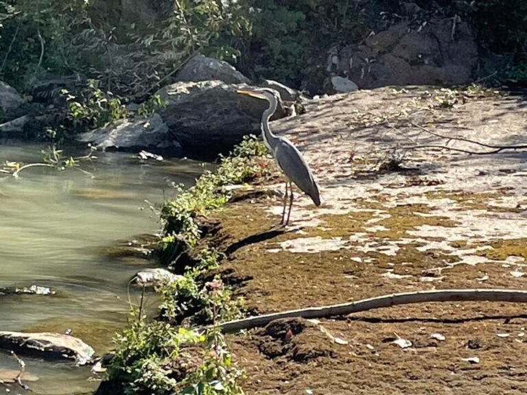 Il Canoa Club di Città di Castello ha una nuova mascotte: chi è Armandino, l'airone cenerino