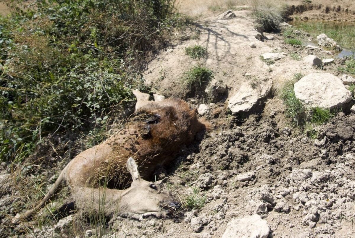 Mistero a bordo strada: rinvenuto cerbiatto morto tra Piccione e Gubbio