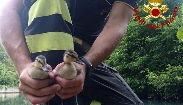 Intervento dei Vigili del Fuoco alla Cascata delle Marmore: salvati due pulcini di germano