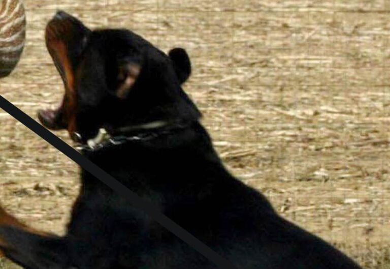 Aggressione shock a Bevagna: Rottweiler attacca bambino