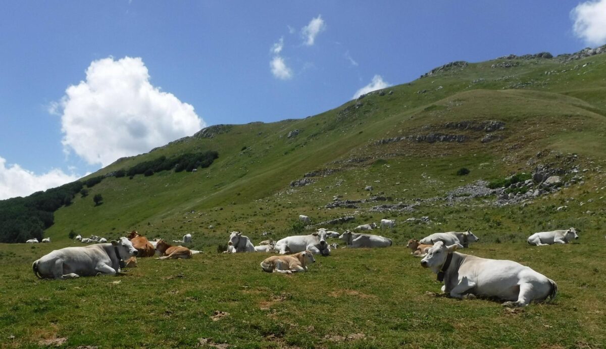 Nuovo sistema di identificazione dei bovini. Puletti (Lega): "Da UE richiesta folle"