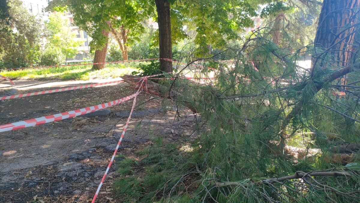 Manutenzione degli alberi, a Terni scatta la ricognizione sul patrimonio verde