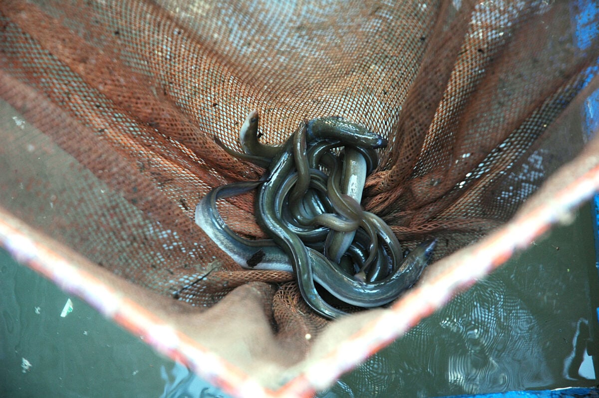 Operazione di salvataggio della fauna ittica in Umbria: un successo