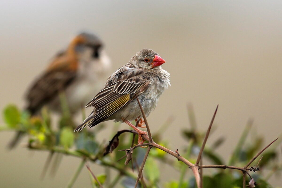 Operazione "Turdus Aureus": smascherata rete di traffico illegale di avifauna