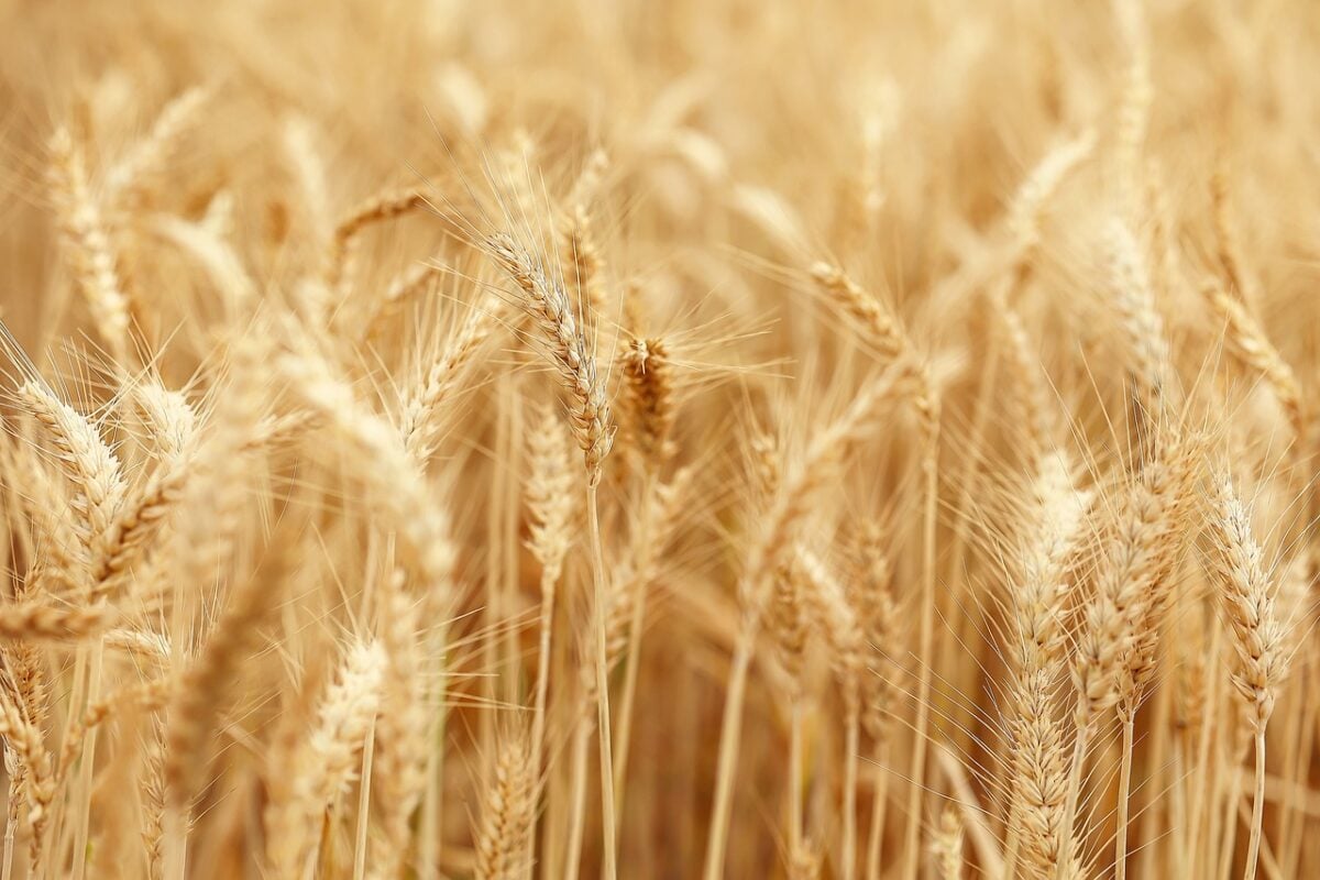 Umbria, crescita della produzione di grano nel 2024: il dato