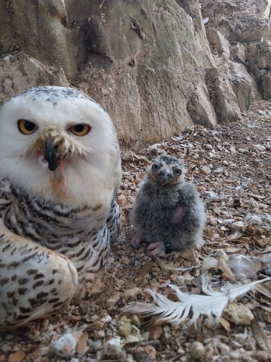 Fiocco blu alla Città della Domenica: è nato Hibou, gufo delle nevi