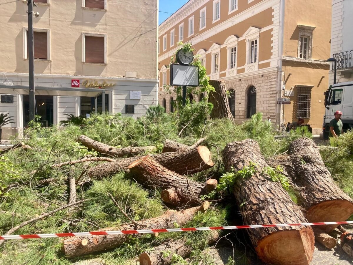 Terni, il pino di Largo Villa Glori è stato abbattuto. Una questione sofferta