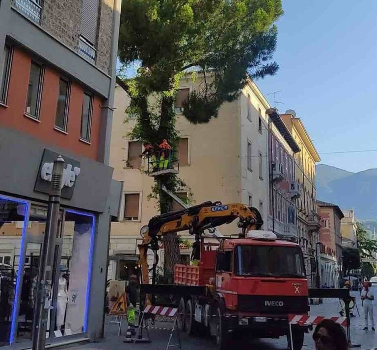 Sterlini sull'abbattimento dell'albero in Largo Villa Glori: intervento necessario