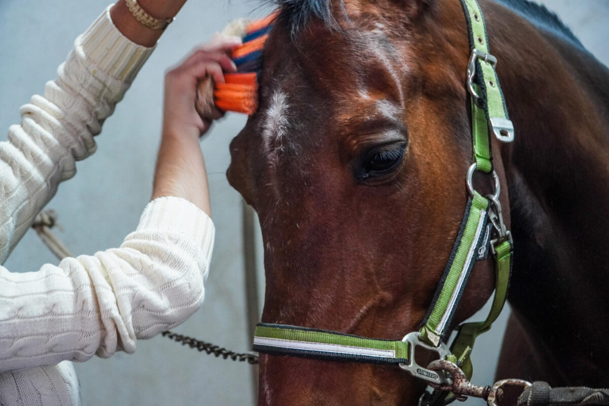 Pet therapy al residence Chianelli di Perugia: nasce il progetto "Un cavallo in corsia"