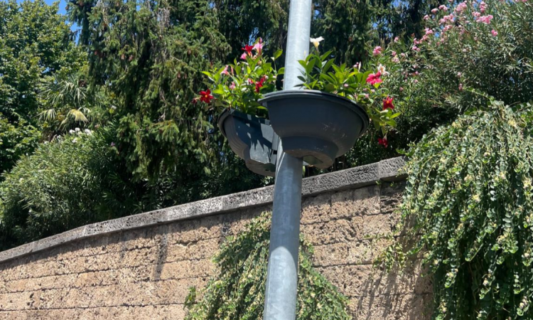 Terni, spariscono le fioriere dai pali. Il Comune rassicura: "Stiamo sostituendo le piante"