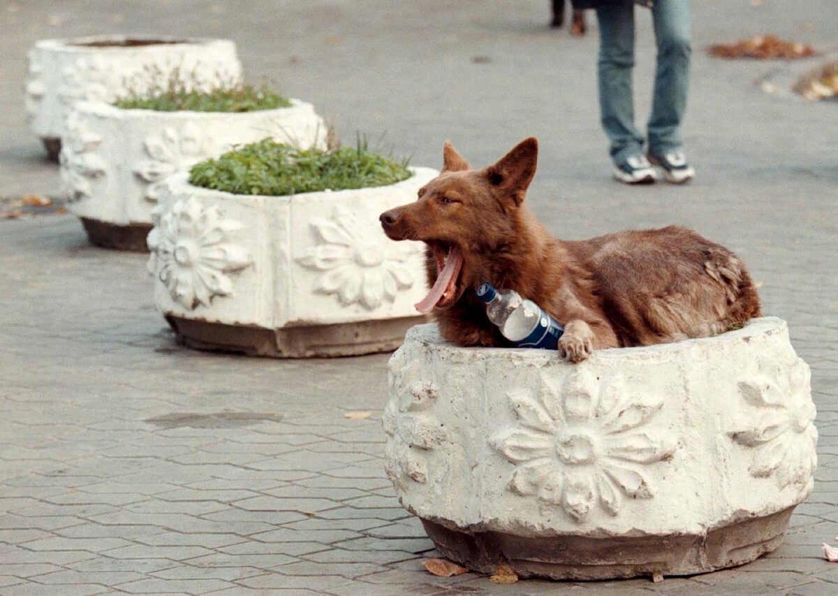 Randagismo: il piano straordinario di prevenzione della Regione Umbria contro l’abbandono degli animali