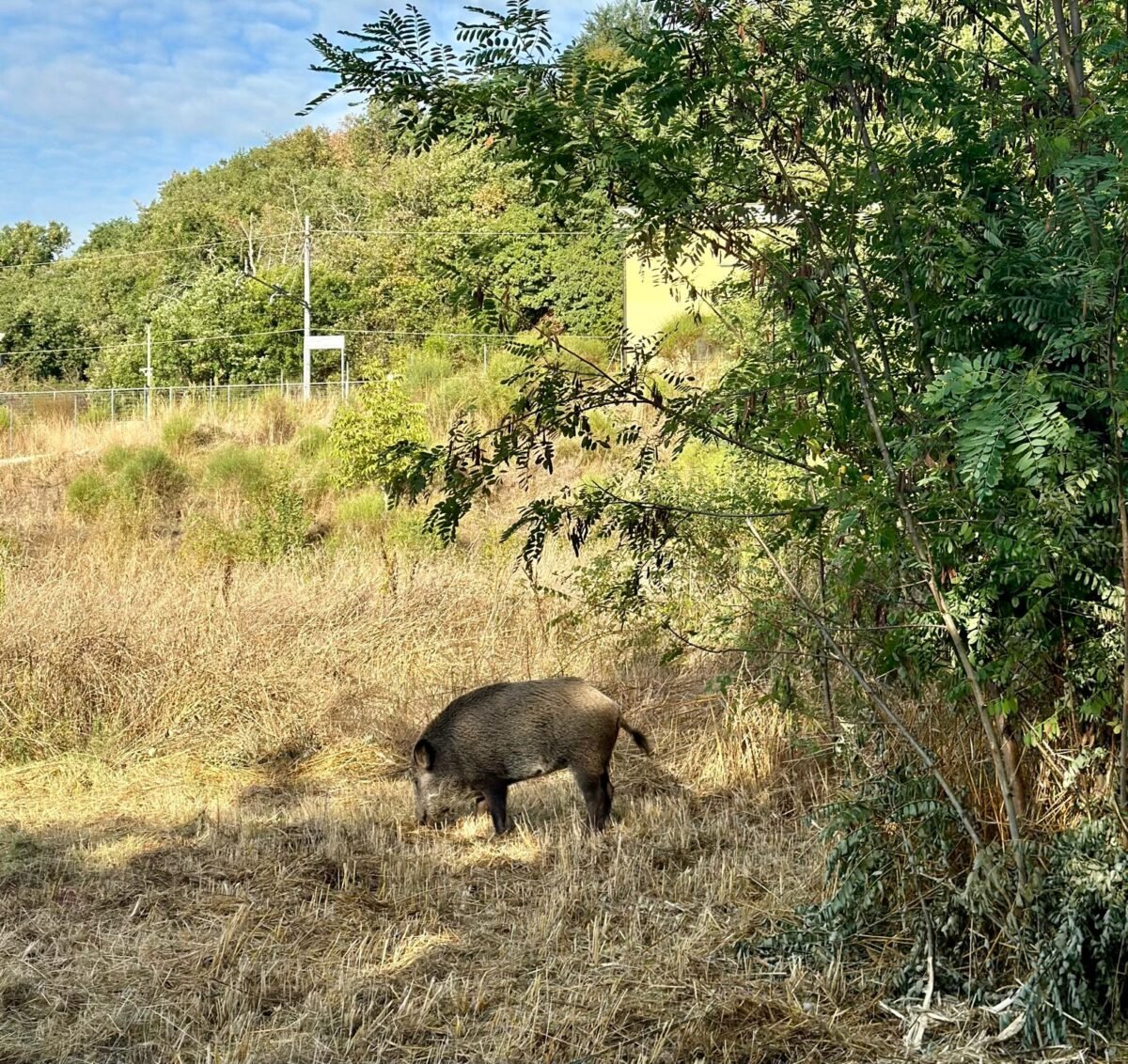 Perugia, jogging mattutino con cinghiale al Percorso Verde. Mancini (Lega): "Ci manca solo il pitstop per bere alla Fontana Maggiore"