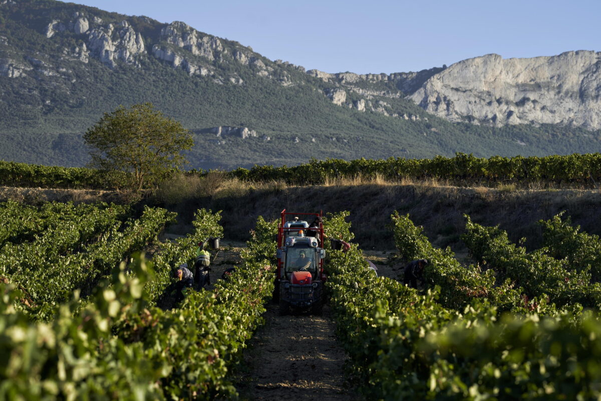 Umbria Wine 2024: l'anima del vino umbro si prepara a invadere Perugia