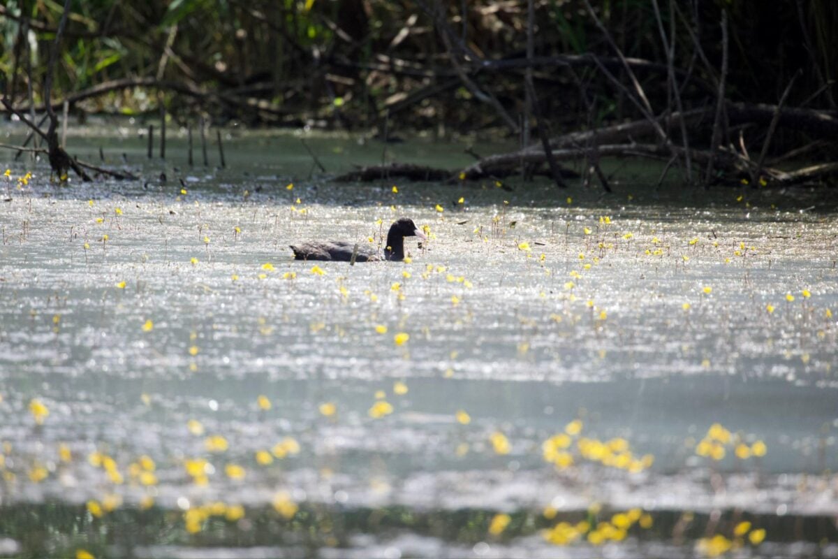 Giornate europee del birdwatching a Colfiorito: sabato 5 e domenica 6 ottobre